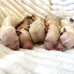 Havapoo puppies from West Cobb Dogs