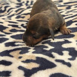 Wild boar dapple - Wild boar female Dachshund puppy in Honolulu, Hawaii from A&A Mini Dachshunds