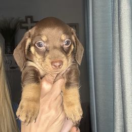 Garth - Chocolate male Dachshund puppy in Brandon, Florida from Knights Dachshunds