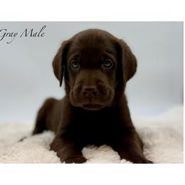 Grey - Chocolate male Labrador Retriever puppy in San Diego County, California from Travis’ Chocolate Labradors