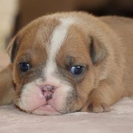 Walter - Fawn male Bulldog puppy in Winnsboro, Texas from JP Ranch Bulldogs