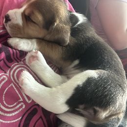 Beagle Puppies from Stranger Creek Beagles
