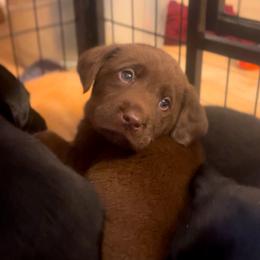 Labrador Retriever Puppies from Knotty Creek Labradors