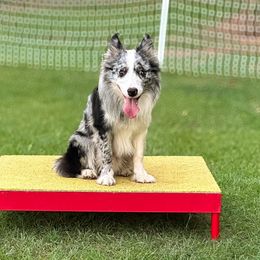 Australian Shepherd and Border Collie All Grown Up from Lightspeed Kennels