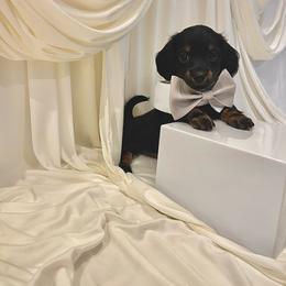 Male 3 - Black and tan male Dachshund puppy in Montgomery County, Texas from Gotham City Dachshunds