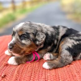 Vixen (Pink) - Merle female Bernedoodle puppy in Highland, Utah from Angel Pups Deluxe