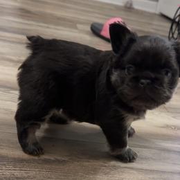 Boy 1 - Tricolors male French Bulldog puppy in Loganville, Georgia from Diamond In The Ruff