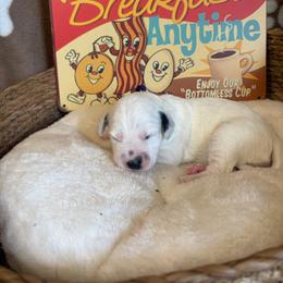 Bagel - White and black female Dalmatian puppy in Claremore, Oklahoma from Lotsofdots Dalmatians
