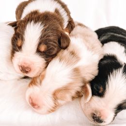 Australian Shepherd puppies from Boise Aussie Paws