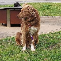 Rita - Australian Shepherd