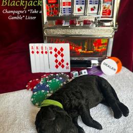 Blackjack (Green Collar Boy) - Black male Poodle puppy in Cambridge, Wisconsin from Champagne Poodles