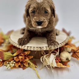 Green boy - Goldendoodle puppy from Sweet Georgia Doodles