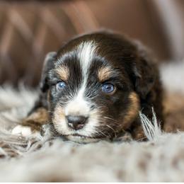 Ruger - Black tri male Miniature American Shepherd puppy in Tonopah, Arizona from King's Miniature American Shepherds