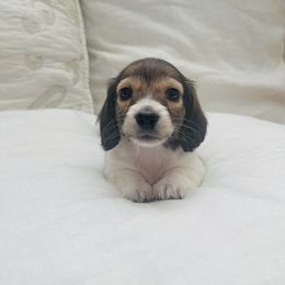 Dachshund and Poodle All Grown Up from Dailey Doodles and Dachshunds