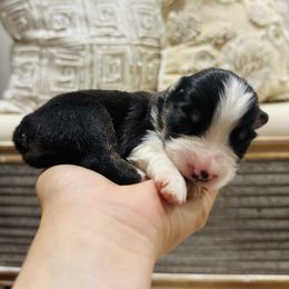 Australian Shepherd and Goldendoodle Puppies from Full House Farm