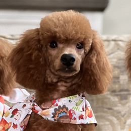 Loki - Poodle