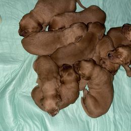 Male 1 - Dark golden male Golden Retriever puppy in Yucaipa, California from Blessed Goldens