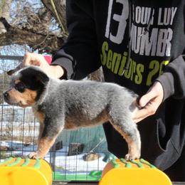 Ridge - Blue - Blue male Australian Cattle Dog puppy in Colbert, Oklahoma from LoveAHeeler
