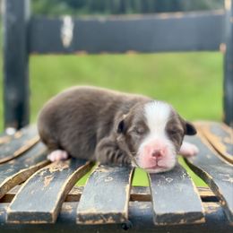 Happy - Red & white male Miniature Australian Shepherd puppy in Stuart, Virginia from Apple Tree Mini Aussies