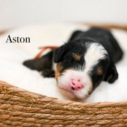 Aston - Tri-color male Bernedoodle puppy in Tucson, Arizona from Sun Valley Goldendoodles