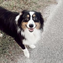 Australian Shepherds and Companion Crosses from Hardin Aussie Co.