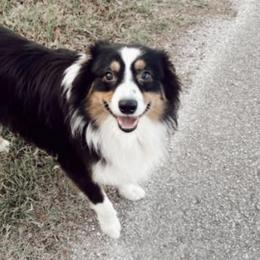 Australian Shepherds and Companion Crosses from Hardin Aussie Co.