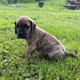 Girl 1 - Brindle female Great Dane puppy in Indianola, Iowa from Bull West Kennels