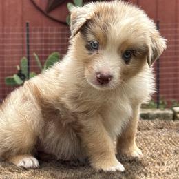 Sunny - Red merle male Miniature Australian Shepherd puppy in Williamson County, Texas from Raising Star Ranch Toy and Mini Aussies