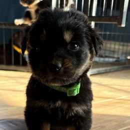 Tanjiro-Lime Green Male - Black tri-color male Australian Shepherd puppy in Lubbock, Texas from REKN’ Kennel Aussies
