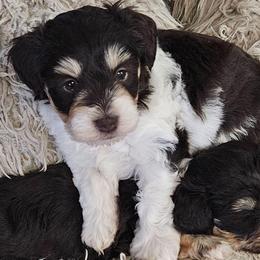 Senatra - Parti male Miniature Schnauzer puppy in Carthage, Missouri from Cooley's Cuddle Pups