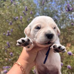 Blue (3700) - Light golden male Golden Retriever puppy in Pahrump, Nevada from Southern Nevada Goldens
