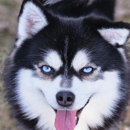 Judas - Pomsky