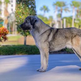 Anatolian Shepherd Dogs and Australian Shepherds from Echolight Australian Shepherds