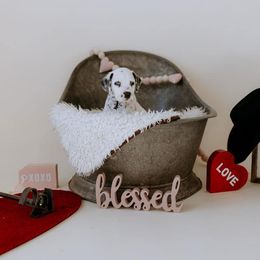 Basset Hound and Dalmatian Puppies from Lazy B Bassets and Dalmatians