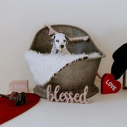 Basset Hound and Dalmatian Puppies from Lazy B Bassets and Dalmatians