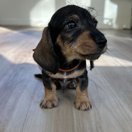 Ron - Wild  boar and tan male Dachshund puppy in Mc Donough, Georgia from L & J Kennel