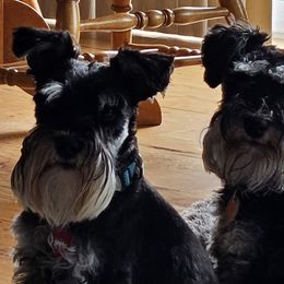 Miniature Schnauzers from Central Iowa Schnauzers, LLC