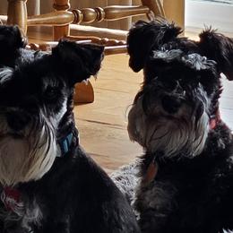 Miniature Schnauzers from Central Iowa Schnauzers, LLC