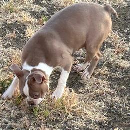 Lucy - Lilac female Boston Terrier puppy in Yakima, Washington from Barnett’s AKC Boston Terriers