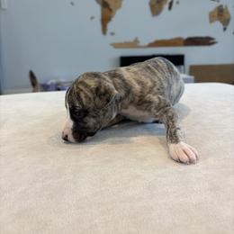 Pumpkin - Fawn brindle female Whippet puppy in Fort Myers, Florida from Rainbow Whippets