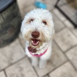 Ginger - Goldendoodle