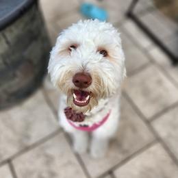 Ginger - Goldendoodle