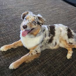 Stella - Australian Shepherd