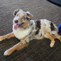 Stella - Australian Shepherd
