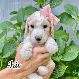 Iris - Fawn and white female Sheepadoodle puppy in Cambridge, Ohio from Sweet Creek Pups