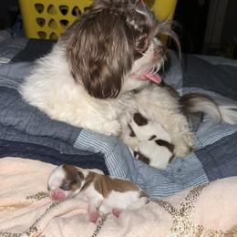 Shih Tzu Puppies from Wood Foo Breeders