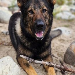 German Shepherds from Honeycutt Haus Shepherds