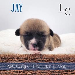 Jay - Red male Pembroke Welsh Corgi puppy in Pine Village, Indiana from NL Horsemanship
