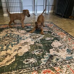 Irish Terrier Puppies from Bua Hills Irish Terriers