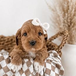 BlackBerry - Red  female Goldendoodle puppy in Russell Springs, Kentucky from Milk & Honey Doodles